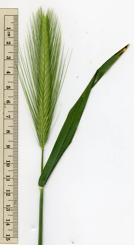  Hordeum murinum ssp.glaucum